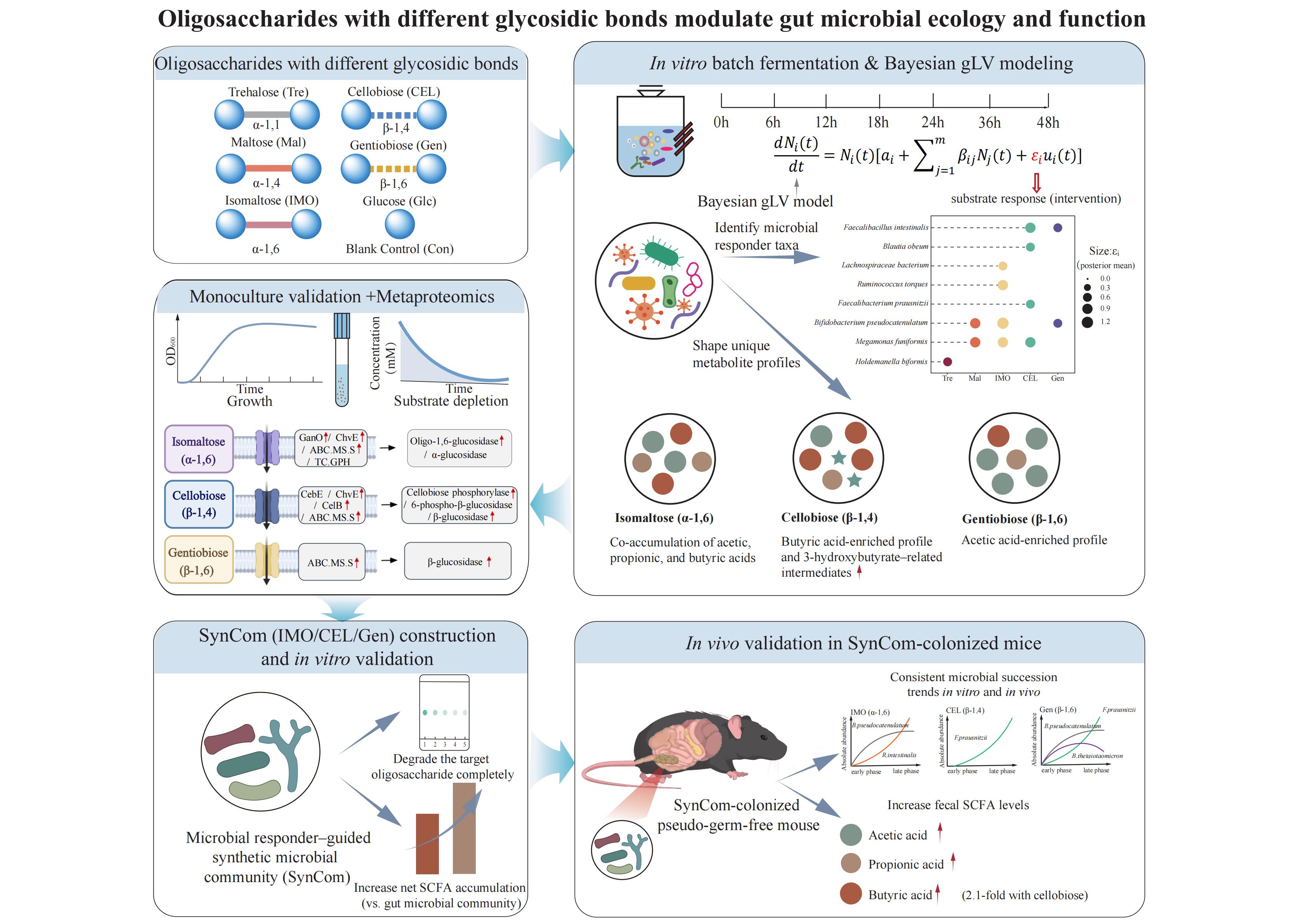 Oligosaccharides With Defined Glycosidic Bonds Shape Gut Microbial ...